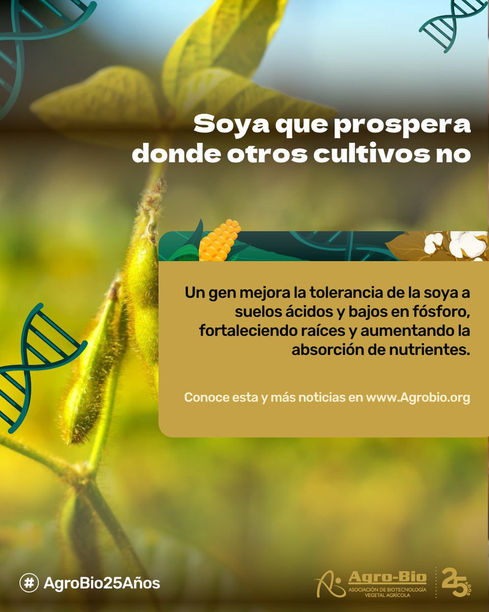 En suelos ácidos y pobres en fósforo, muchas plantas apenas sobreviven. Pero ahora, una nueva aliada emerge desde la raíz: la soja GmAP2 🌱 Científicos descubrieron un gen que permite a esta planta desarrollarse con fuerza en condiciones adversas.

💪 Más raíces, más nutrientes,