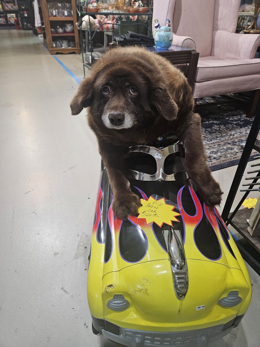 teddythriftdog's tweet photo. https://t.co/qyUHr4E2SY