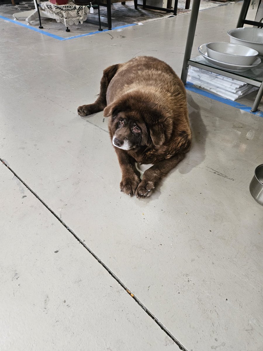teddythriftdog's tweet photo. https://t.co/pQVGl3wnJd