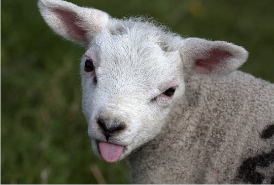 when i $sheep see the fud...