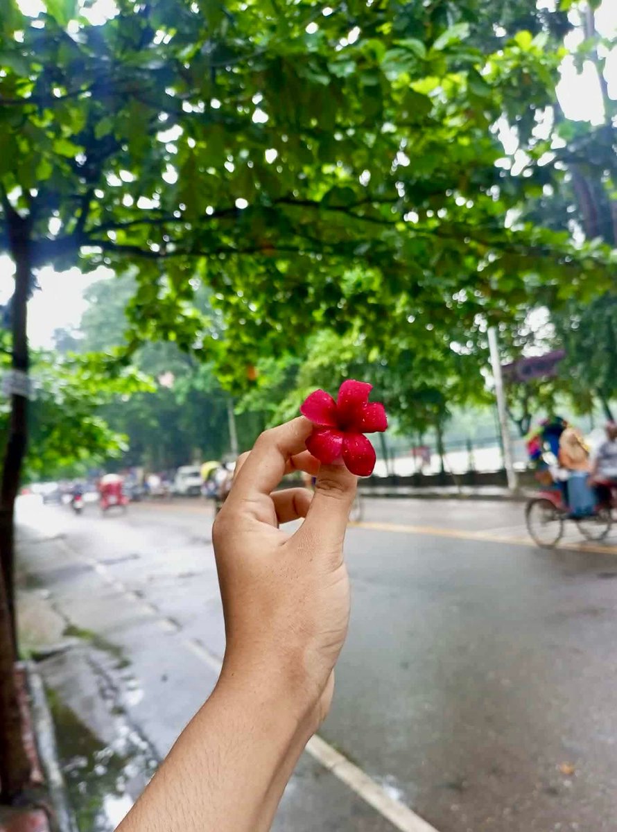 Raima__nor's tweet image. ফুল মানেই ভালোবাসা।❤️
সে যেই ফুলই হোক ...!🌸🌼✨
ফুলের সাথে কাটানো সময় গুলো সুন্দর হয়ে থাকে 🌸
.
.
.