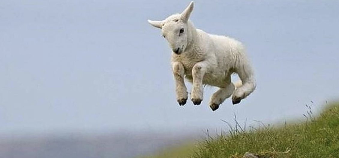 $sheep are flying...
