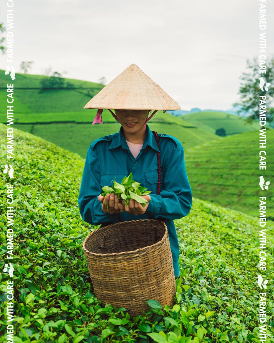 We see the fields that grow our veggies in Canada… but tea is a crop too, just grown and #FarmedWithCare in other countries. 🌱🍵 #FallIntoTea #BrewCrew #PinkiesUp