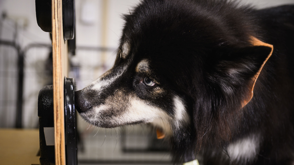 NCStateVetMed's tweet image. With a $5.5 million #NIH grant, NC State veterinary behavioral specialist Dr. Margaret Gruen has joined the national #HEAL fight against #opioidaddiction. Her project aims to find ways to measure how chronic pain affects how dogs think and behave.  ncst.at/uPT850XaLpv