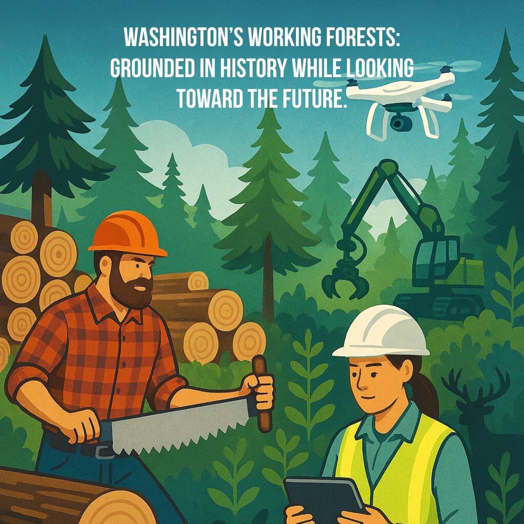 Washington's forestry sector remains grounded in its history as a dominant economic driver while being forward-thinking by prioritizing sustainability, embracing advanced technology, and managing forests for a broader range of ecological and societal benefits. #workingforests