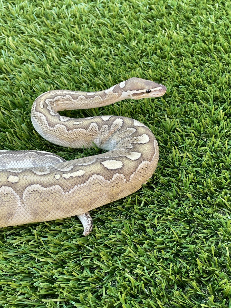 KS_Mac83's tweet image. Almost looks like my boy Link. He is a Bamboo 60% het Clown! 😊
#BallPython