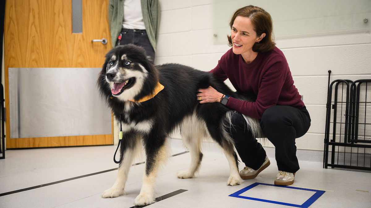 NCStateVetMed's tweet image. With a $5.5 million #NIH grant, NC State veterinary behavioral specialist Dr. Margaret Gruen has joined the national #HEAL fight against #opioidaddiction. Her project aims to find ways to measure how chronic pain affects how dogs think and behave.  ncst.at/uPT850XaLpv