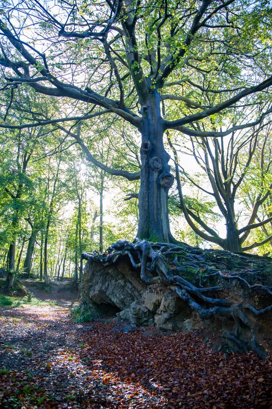 This time of year is when Neath Port Talbot shines in all of its autumnal glory, and all you need to do to be part of it is step outside.

Discover our walks, and share your photos with us.
dramaticheart.wales/discover-our-a…

-

Dyma'r adeg o'r flwyddyn pan fydd Castell-nedd Port Talbot yn