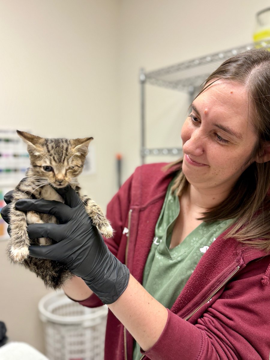 This #VetTechWeek, we honor the incredible SPCA veterinary technicians in our Gacioch Teaching Hospital &amp; Infirmary, Wildlife Department, and Lipsey Veterinary Clinic. Your skill, patience &amp; compassion help every animal heal, thrive &amp; find hope. Thank you for changing lives!