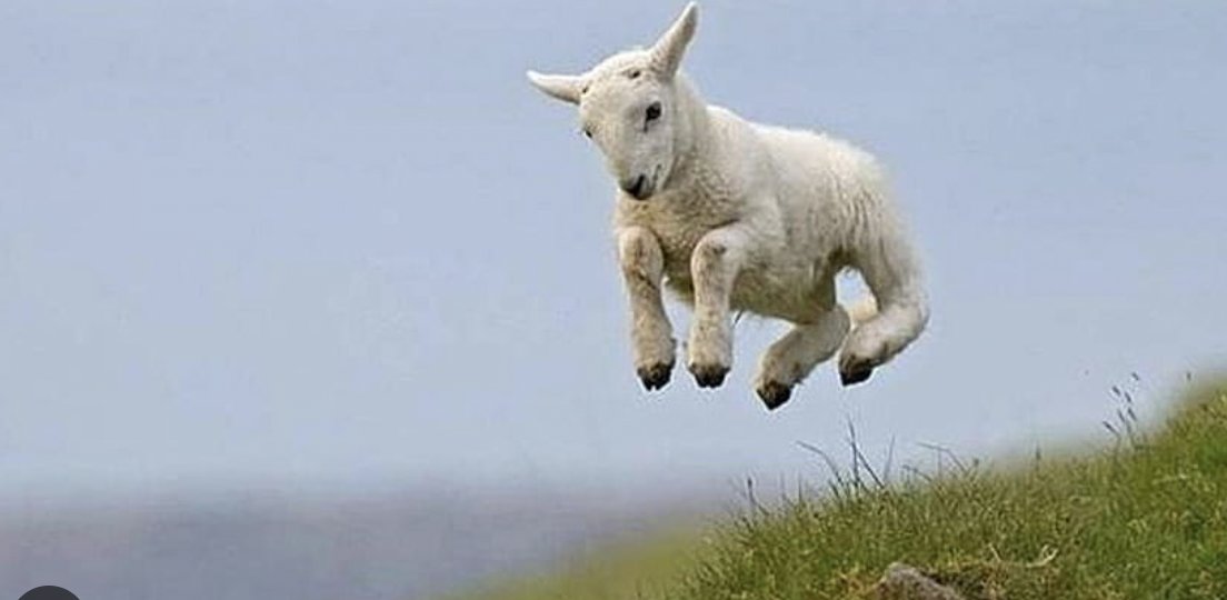 flying $sheep