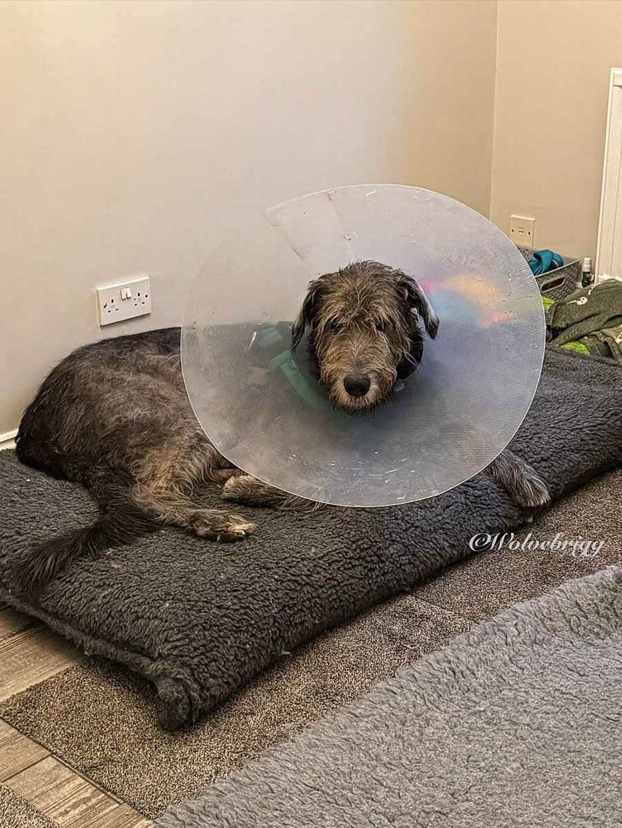 Wolvebrigg Irish Wolfhounds (@wolvebrigg) on Twitter photo “First checkup tomorrow, hope I can get rid of this pesky cone!”🐺💙
#IrishWolfhound #dogs #DogsofX “First checkup tomorrow, hope I can get rid of this pesky cone!”🐺💙
#IrishWolfhound #dogs #DogsofX