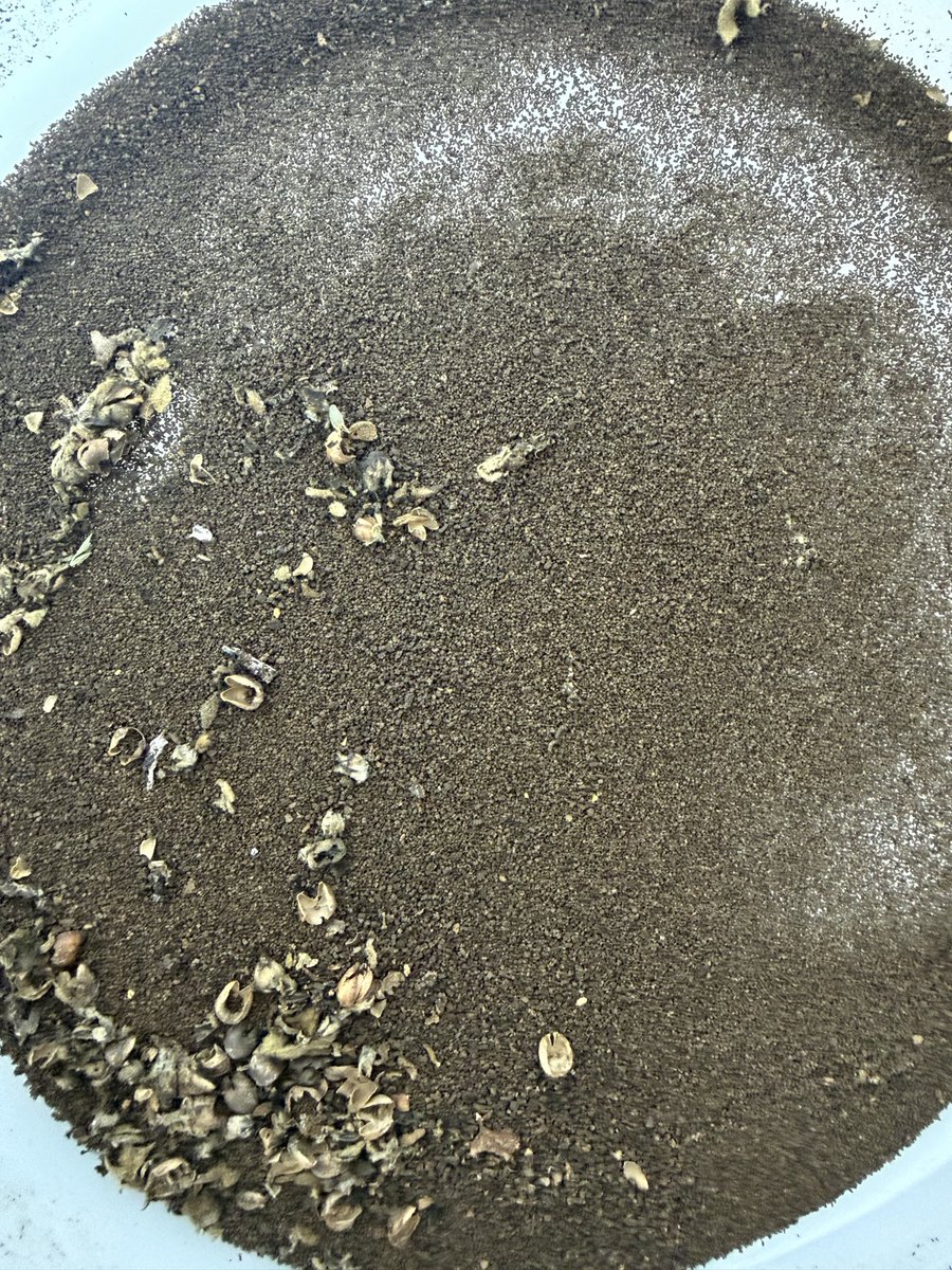 Amber Lake Farm(stead) 🕊️ tweet media