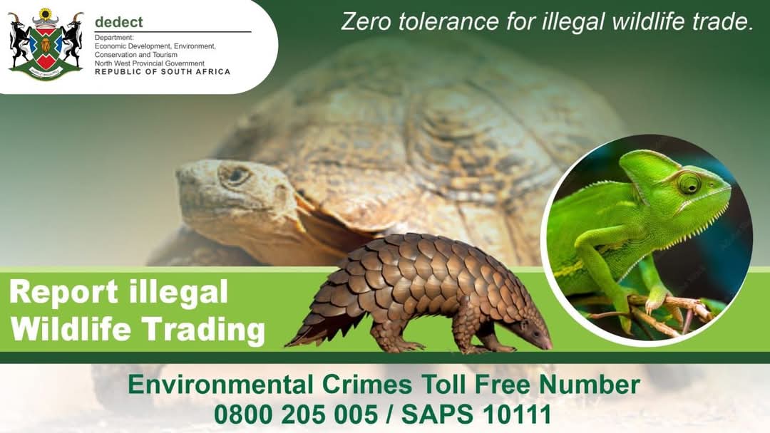 🦎 Protect our wildlife-it’s everyone’s responsibility!🐢

The NW DEDECT has zero tolerance for illegal wildlife trade.
If you see or suspect trading of chameleons, tortoises, pangolins &amp; more-report it! 📞Environmental Crimes: 0800 205 005
🚨SAPS: 10111 #SafeguardOurBiodiversity