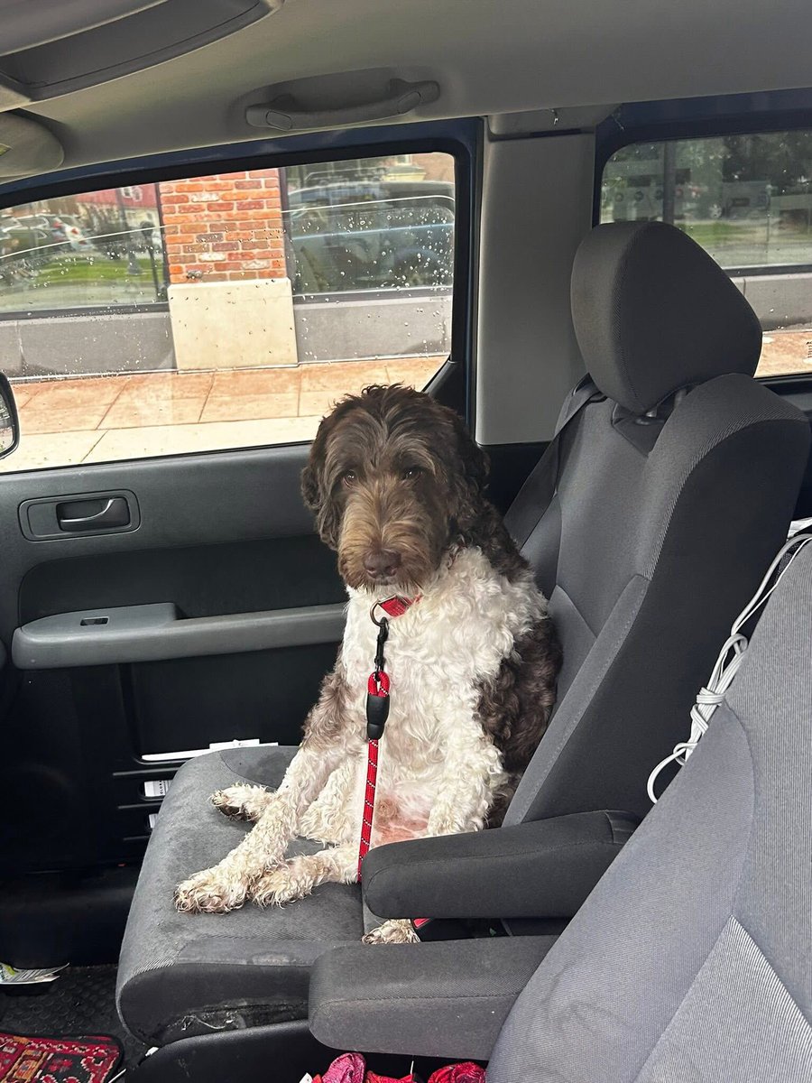 drjbradley's tweet image. Some one got the car muddy after the walk today. . . 

#MuddyPaws #AdventurePup #TrailDog #HikingBuddy