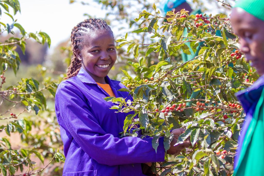 Training of Ward Coffee Champions has officially kicked off at DeKUT with 56 trainees! 🚀
Launched by Prof. Eng. Peter N. Muchiri, Dr. Elijah Gichuru, and Mr. Muhia Murigi.
The 2nd cohort begins soon — shortlisted candidates will be contacted.
#CoffeeRevival #NewKPCU