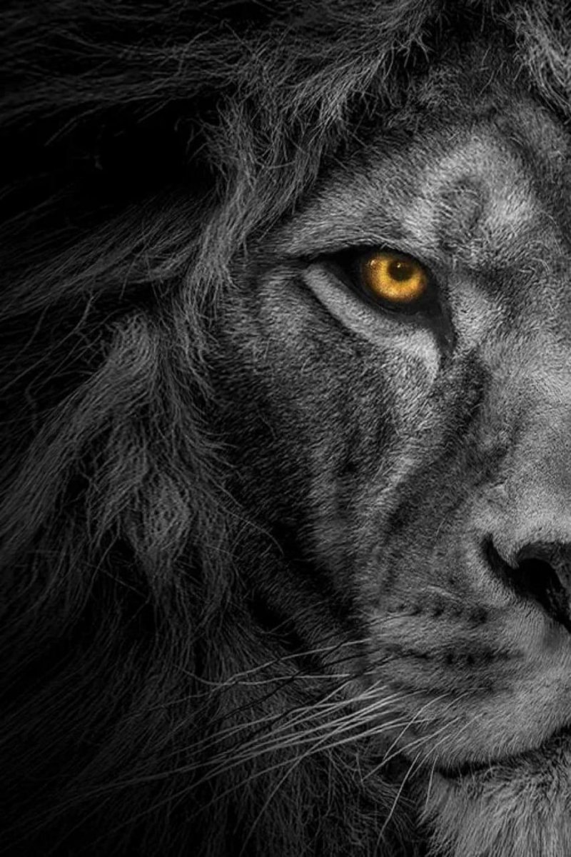 The Lion tweet media