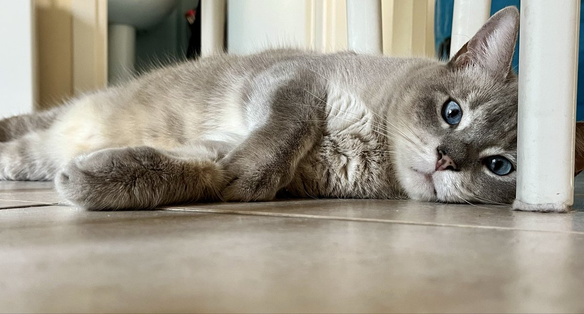 Polpette