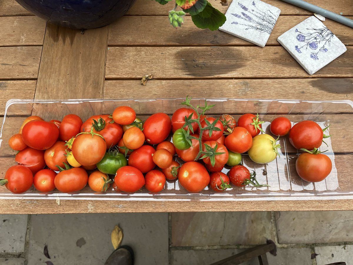 NickJF75's tweet image. Final tomato harvest today, the plants have been ripped and thrown away. Been  my best year yet for #tomato 🍅 #harvest , been growing them most years for nearly 20 years. Must have been the very warm and sunny summer