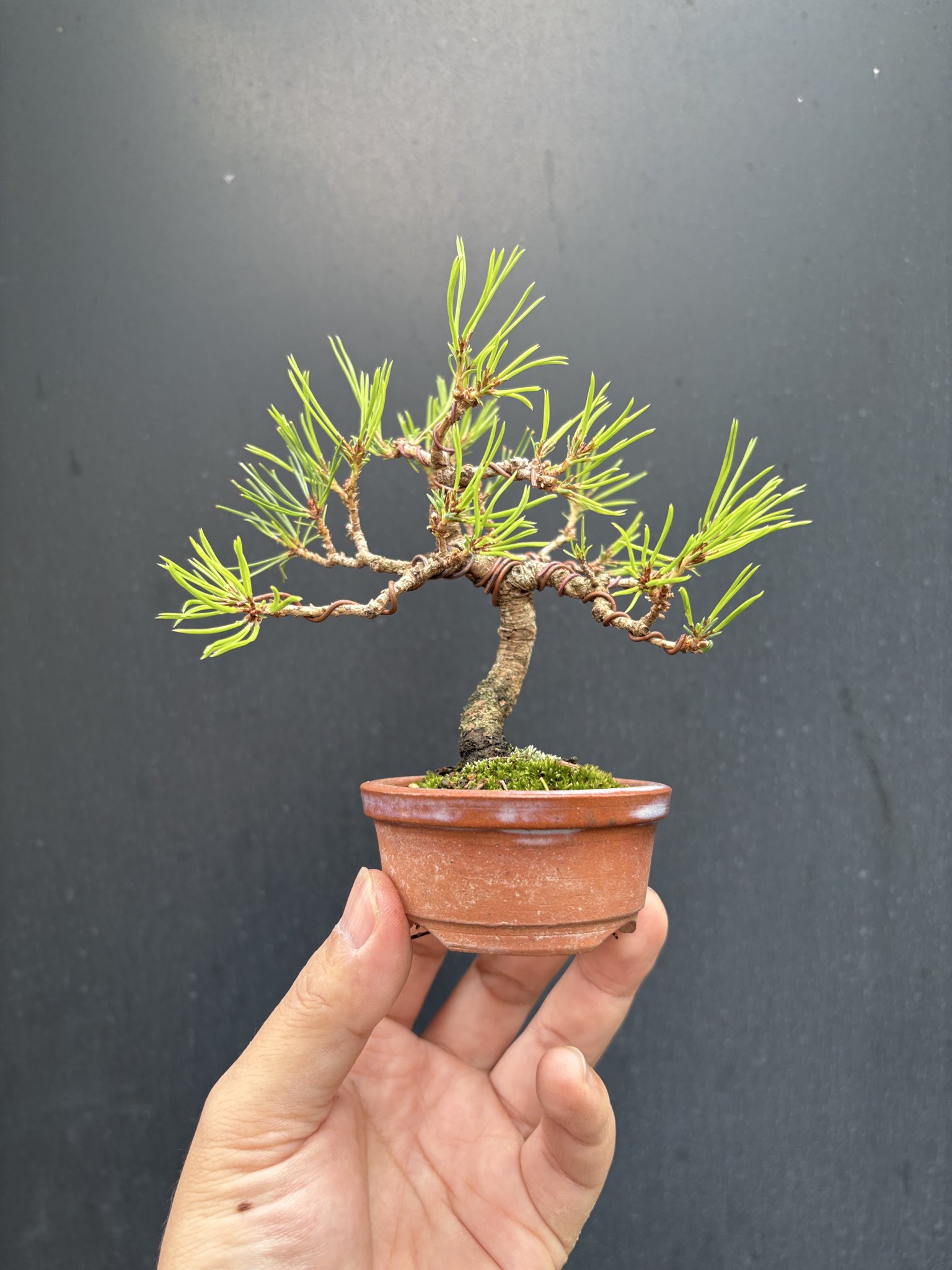 送料込み】北海道産赤松ミニ盆栽素材 葉性良し 苗：赤松寄せ（赤ちゃん苗）