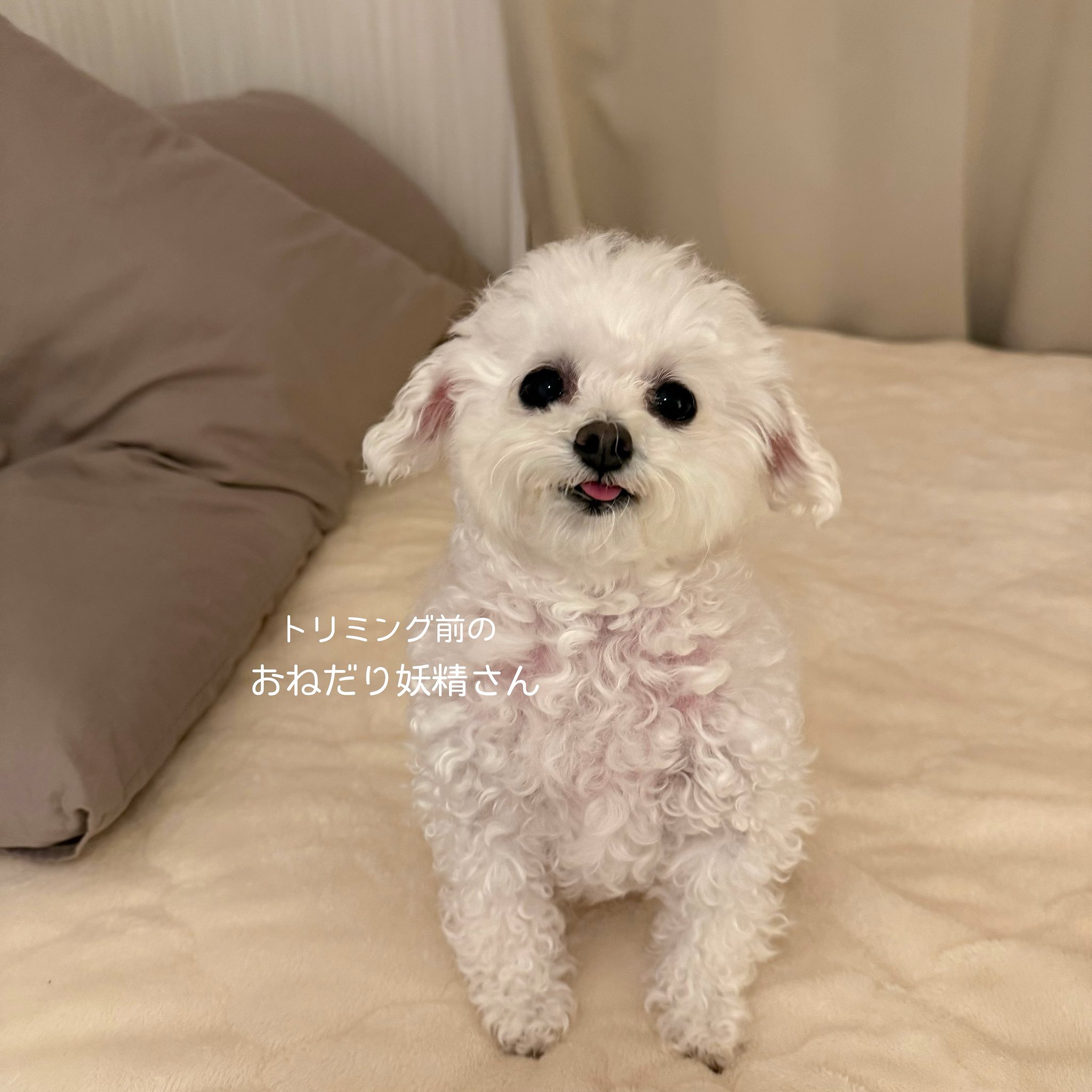 ゆあ ページ ゆあ (@XXyriaXX) / X