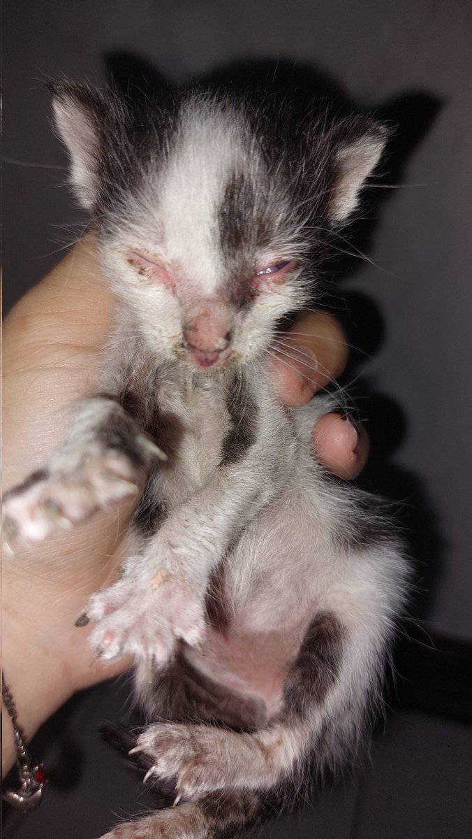 ayamgoweeng's tweet photo. Ulah kenakalan bokem. Ambil dia dimana, ditaro lagi dimana.

Ada yg bisa bantu adopt? 
Lokasi jakpus
Saya ga bisa keep dia karena ga boleh sama org rumah, pada ga suka kucing. Ini jg bawa diem2 krn kasian. Ini keliatannya jantan. https://t.co/E6JKrMzcEs