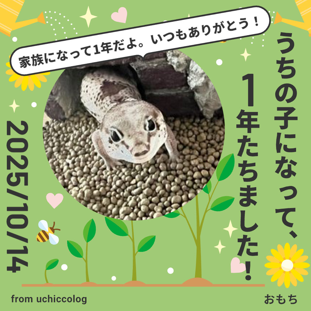 s___kz130's tweet photo. おもちちゃんが我が家に来て、1年経ちました🎉
初めての子だから、かなり試行錯誤しながら育ててきたけど、元気いっぱいに過ごしてくれて嬉しい☺️
これからもよろしくね！ https://t.co/xxAWkpjOB4