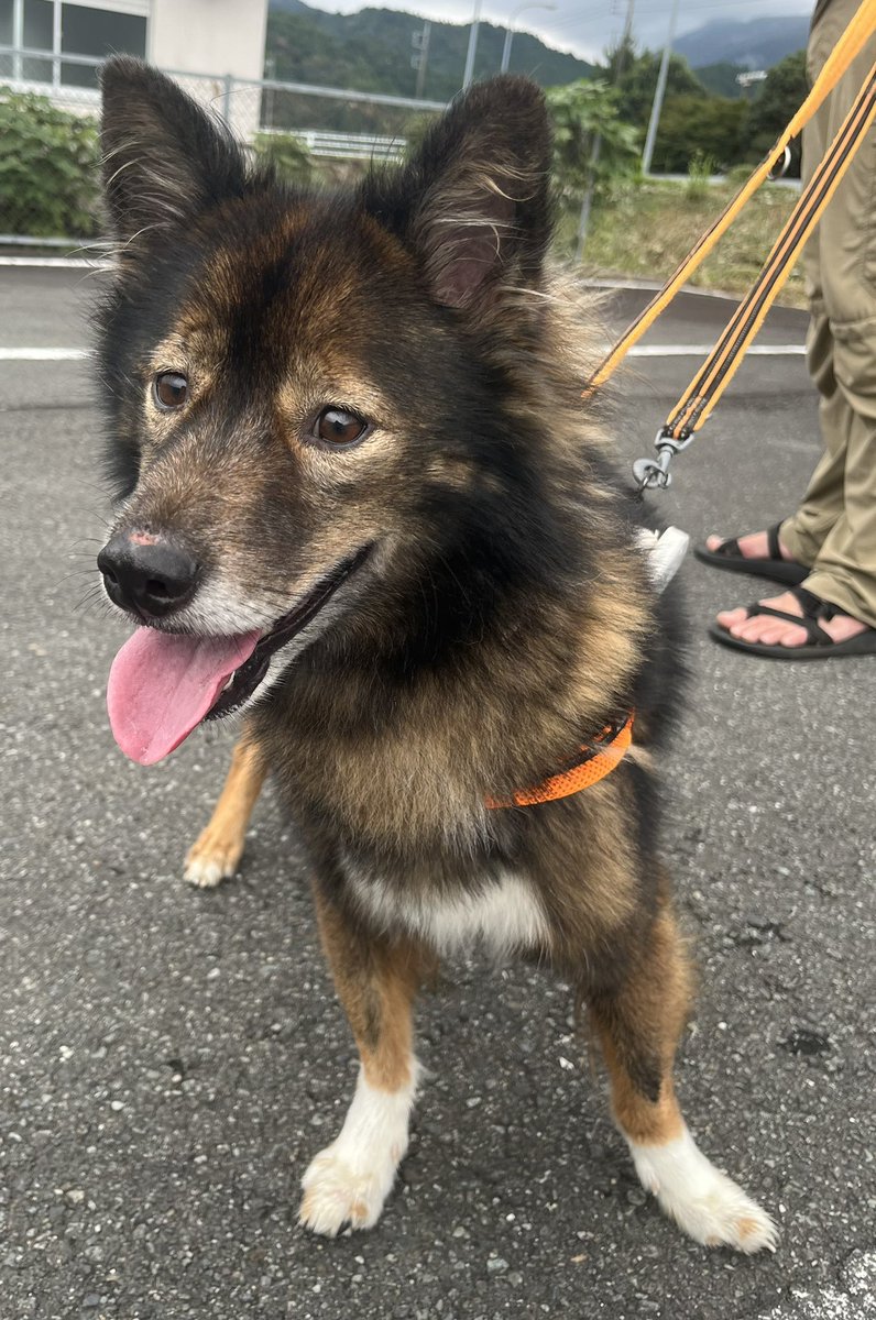 y_fomalhaut's tweet photo. 迷い子犬を保護しています。10月8日に山梨県南部町の山中（徳間）で確保。役場での迷子照会・収容を経て我が家で居候中。マイクロチップは役場がチェックして発見できなかったそう。オス未去勢。雑種。陽気で楽天的。電話での問い合わせは南部町役場へ。

身延町/静岡市/富士市/富士宮市/迷子犬/迷い犬 https://t.co/8Khtsroc1d