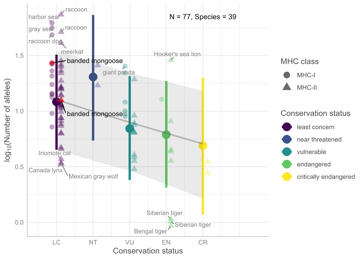 jcwinternitz's tweet photo. Despite frequent inbreeding, banded #mongooses show #MHC diversity on par with species of least conservation concern.

With @NadineSchub9rt @HazelJNichols et al 2025 #BMCEcolEvol
First full MHC characterization in a wild social carnivore.
@BMC_series 
👉 https://t.co/dZpJTtLpHE https://t.co/vlYIyo61Kz