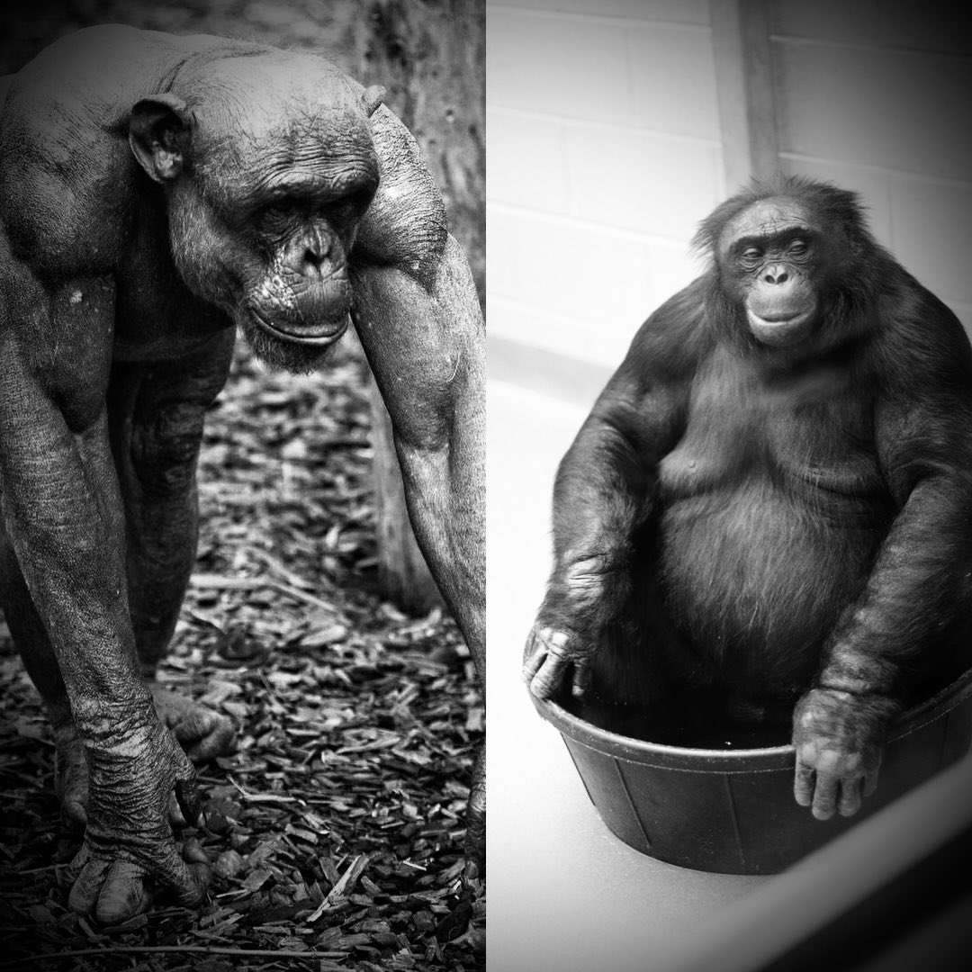 Approx. 0% of chimpanzees living in the wild are obese.

Approx. 40% of chimpanzees surviving in captivity (ultra-processed foods, sedentary lifestyle, limited sunlight) are obese.

40% of U.S. adults are obese.

Damn genetics. Never mind—we’ll sort it out by selling them