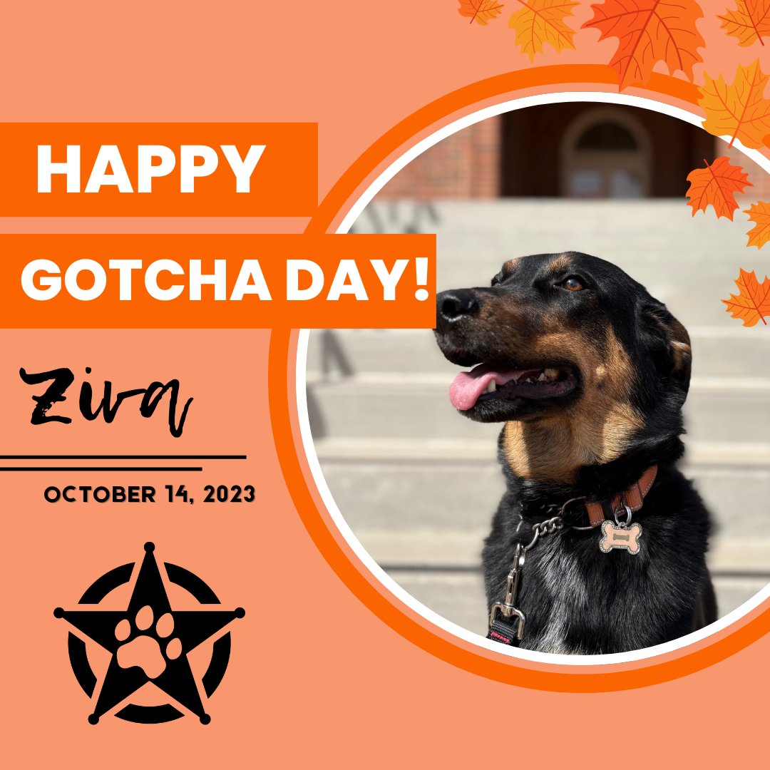 🎂✨ Today we celebrate P3 superstar, Ziva! 🐾💛 She’s got the wags, the charm, and the heart to make every day brighter — and today it’s all about her. Help us wish Ziva the happiest of birthdays! 🎉

#okstate #pettherapy #HappyBirthdayZiva