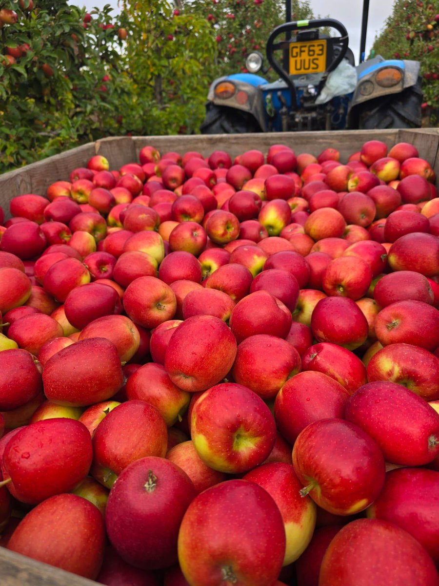 GBApples's tweet photo. 🍎 Harvest Update: Jazz Apples Picked Today! 🍎

It’s a busy time in British orchards as harvest continues in full swing this October – and today, it’s the turn of the @JazzAppleUK apples.

This late-ripening variety, bred from Royal Gala and Braeburn, is known for its crisp bite and tangy-sweet flavour. Thanks to the warm summer, the fruit is showing especially rich red colouring this year, adding to its natural appeal. And the best news..?! They'll be in stores very soon!

October is British Apple Month, the peak of our picking season, with orchards across the country buzzing as growers bring in a wide range of delicious British varieties. Each one has its own flavour, texture and story, but all share the same care and dedication from our growers. 🍏🇬🇧

#BritishApples #Harvest2025 #BackBritishFarming #EatSeasonal #OrchardWatch