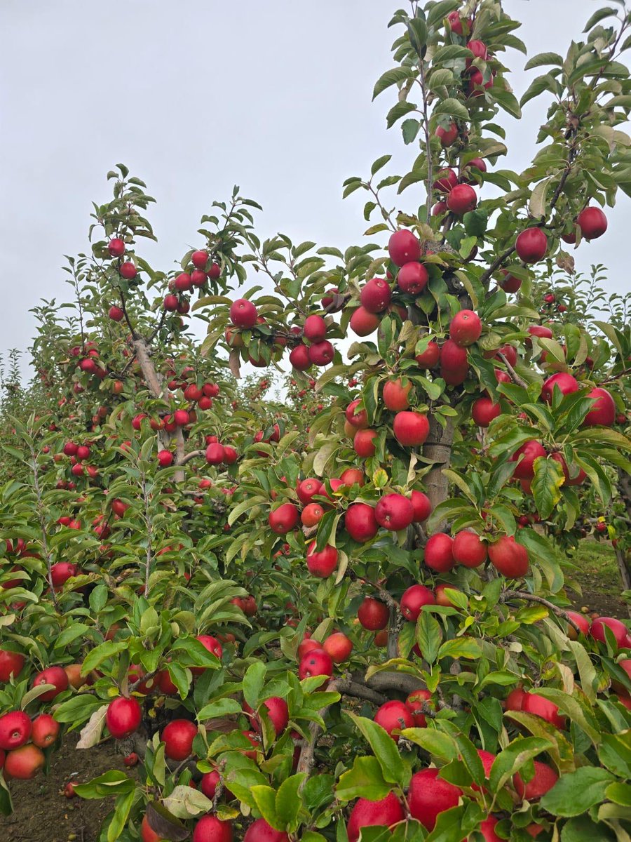 GBApples's tweet photo. 🍎 Harvest Update: Jazz Apples Picked Today! 🍎

It’s a busy time in British orchards as harvest continues in full swing this October – and today, it’s the turn of the @JazzAppleUK apples.

This late-ripening variety, bred from Royal Gala and Braeburn, is known for its crisp bite and tangy-sweet flavour. Thanks to the warm summer, the fruit is showing especially rich red colouring this year, adding to its natural appeal. And the best news..?! They'll be in stores very soon!

October is British Apple Month, the peak of our picking season, with orchards across the country buzzing as growers bring in a wide range of delicious British varieties. Each one has its own flavour, texture and story, but all share the same care and dedication from our growers. 🍏🇬🇧

#BritishApples #Harvest2025 #BackBritishFarming #EatSeasonal #OrchardWatch