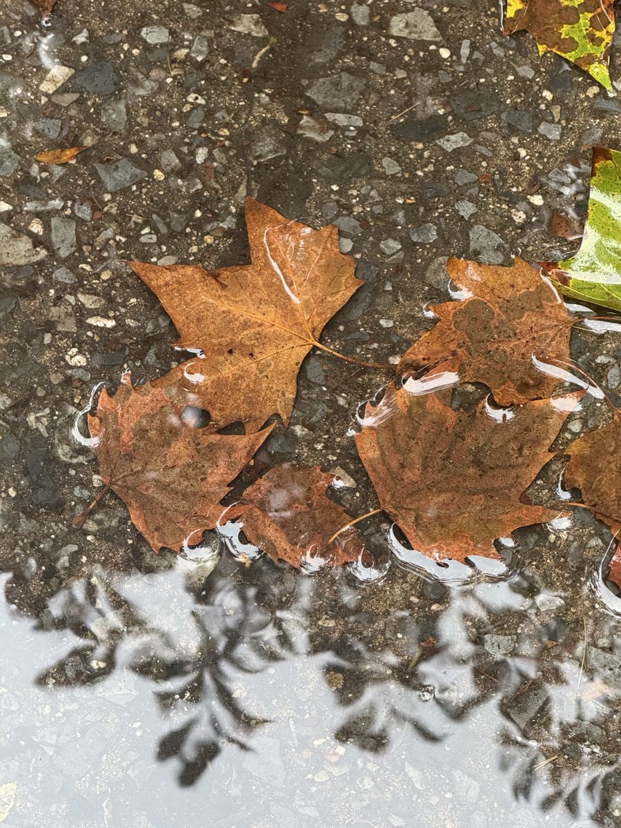 wapple15's tweet photo. Good morning from New York 🌧️☁️ 🍂 🍁 #PuddleArt https://t.co/iZl4ym7574