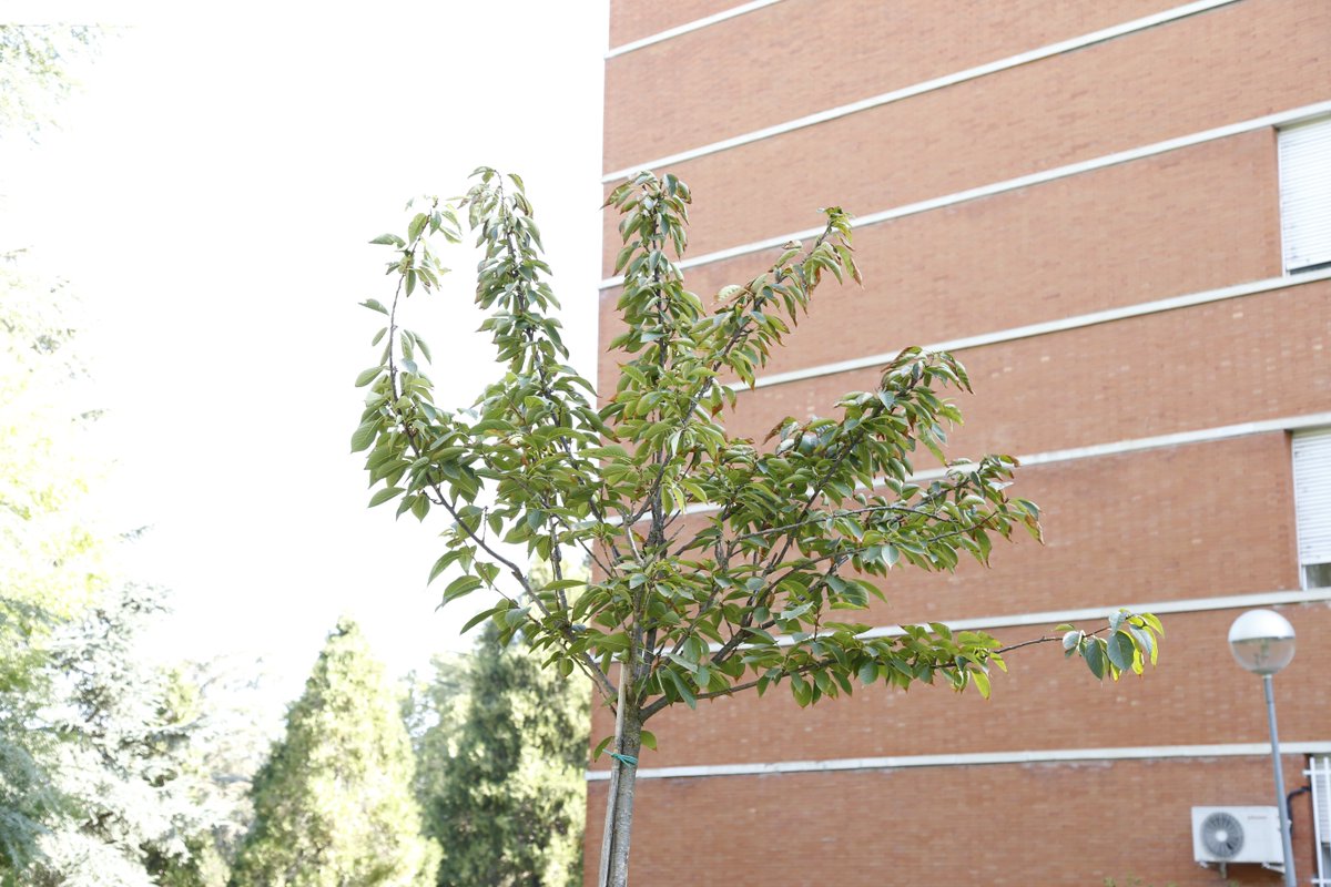 Esta mañana, en los jardines de la Facultad, hemos plantado un árbol en memoria de nuestra querida compañera, Ana Fernández García, fallecida hace apenas un mes.
🧵⬇️