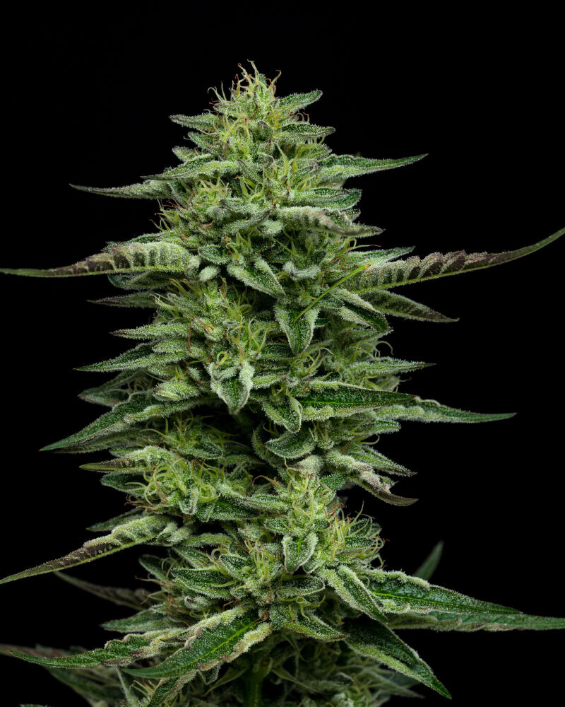 ToroGrow's tweet photo. Humboldt Seed Company - The Bling (fem.) 🇺🇸 https://t.co/NlDpks9GuC🇺🇸/p/381510458 #семена #гроушоп #каннабис #ToroGrowshop #torogrow #Growshop #Seeds #Cannabis #TG https://t.co/u4FQOT4DgI