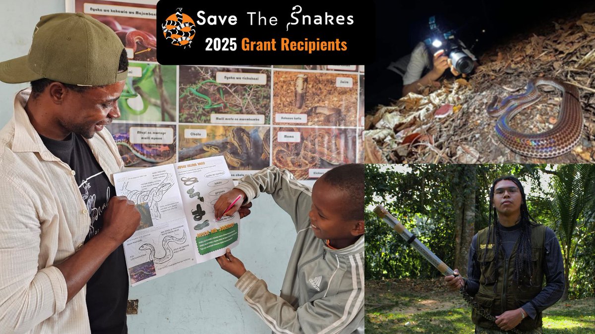 🎉 We're proud to announce the 2025 Save The Snakes Grant Recipients! We are supporting three conservationists in Kenya, Mexico, &amp; Myanmar, protecting snakes &amp; solving human-snake conflict issues.

Read their stories:
savethesnakes.org/2025/10/10/the…

#SaveTheSnakes #WildlifeConservation