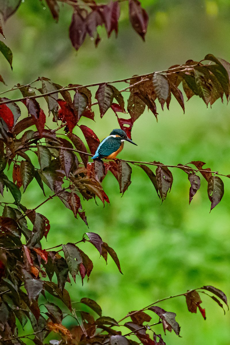 一週間ぶりにお目にかかれました✨
可愛(*´꒳`*)