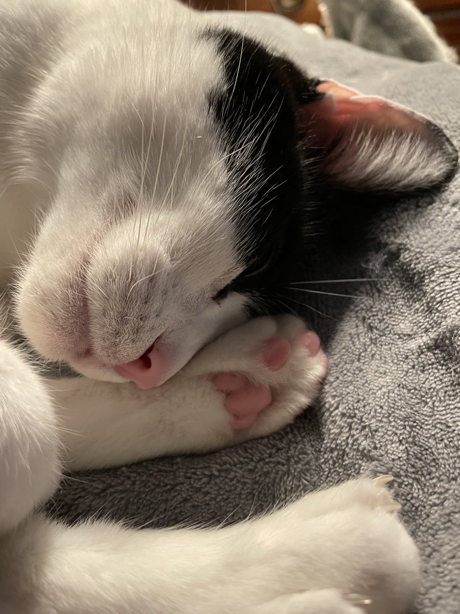 mitchellscomet's tweet image. This muffin and her beans