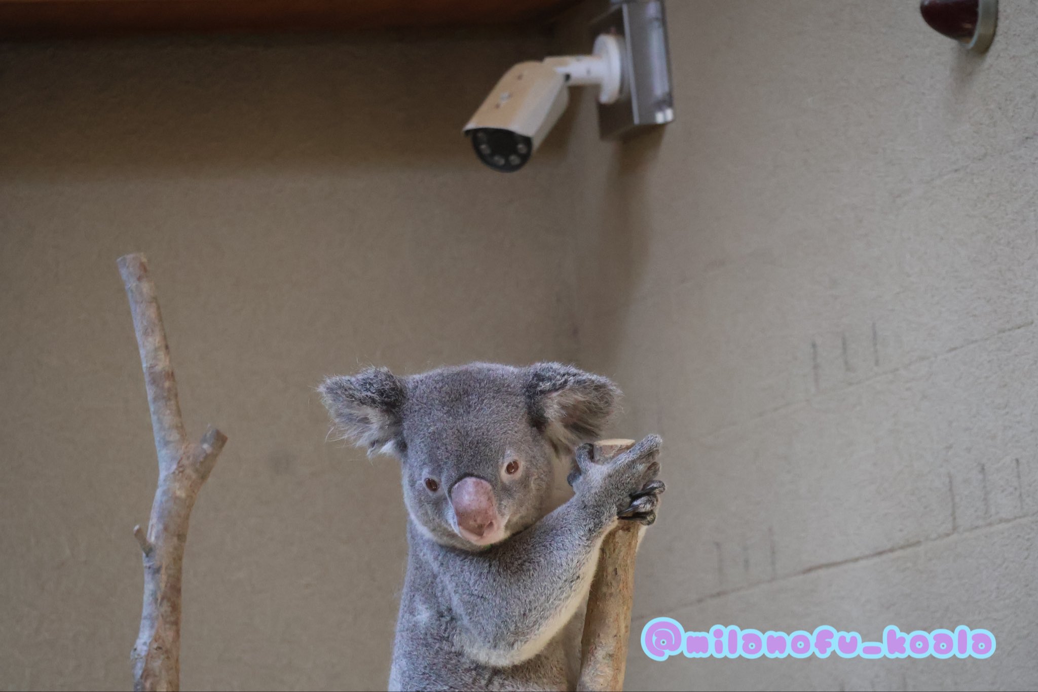 【週末値下】P.orangutan OC 子株付き　葉裏がオレンジになる株 P.orangutan OC 子株付き