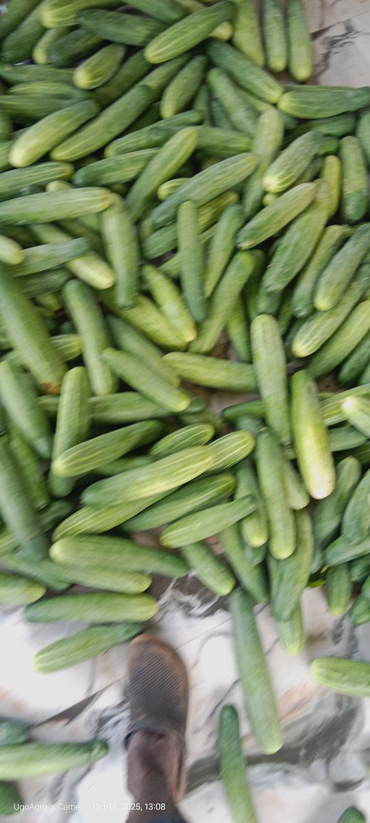 UgoAgro_'s tweet image. Currently Harvesting Cucumbers.
Unlike the peppers, I have the Sales & Distribution of this in my Pouch.
If you do anyhow, Onitsha straight.
Make this Rain Cease KpataKpata.
All I lost this year, I'll make it back! In 3 folds.
