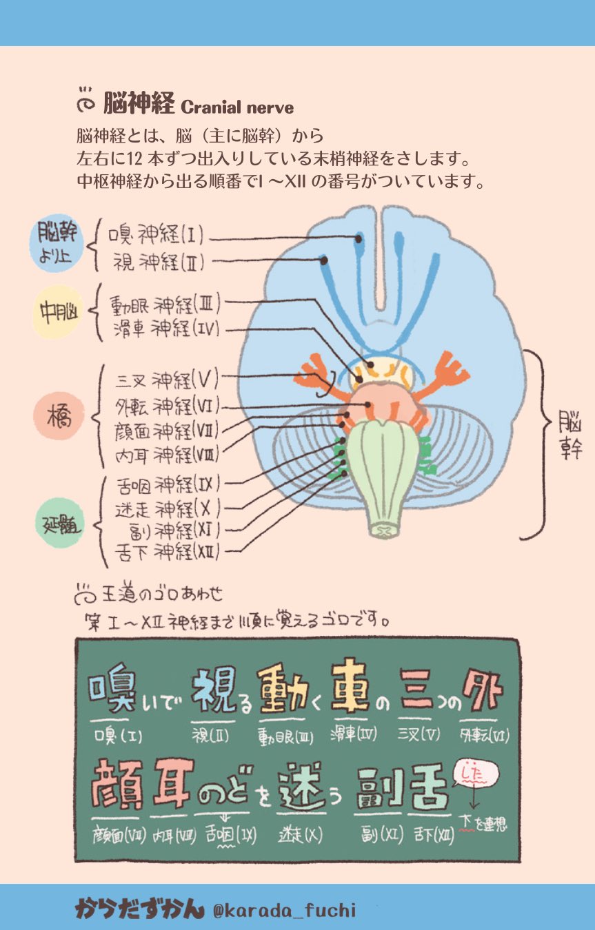 激レア❗希少❗貴重❗医学生のための臨床解剖学 医学書 掘り出し物❗ 医学生におすすめの本 / X