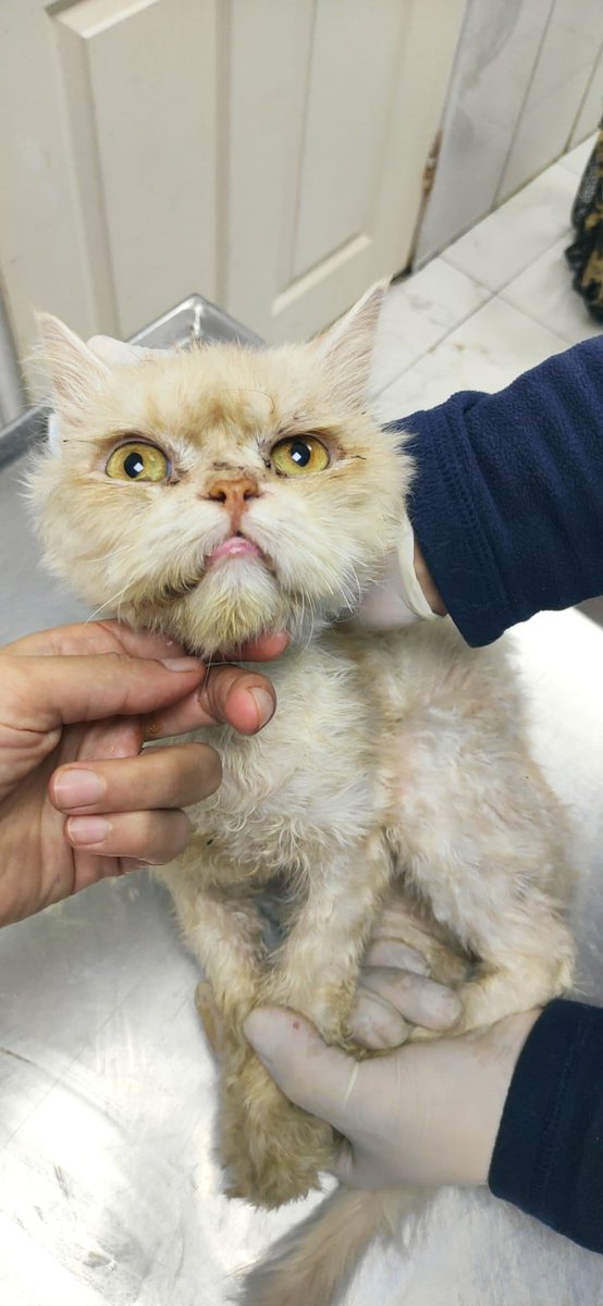 Çok acil terkedilmiş geçici kalıcı yuva 
Barınakta
Hastalanmadan kalıcı ya da geçici yuva arıyor.
Biraz toparlayınca kısırlaştırılacak.
Erkek, 1 yaşından büyük
İstanbul 
İletişim 5449557689