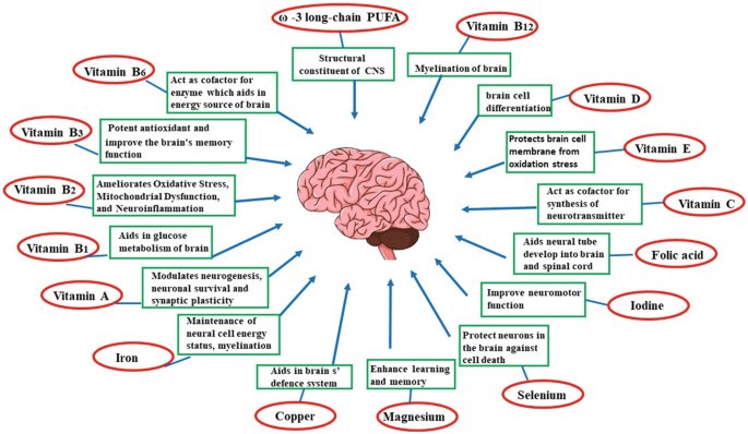 drwilliamwallac's tweet image. How vitamins and minerals shape brain health
The brain depends on a steady supply of micronutrients to create energy, build new cells, and protect neurons from damage. Each nutrient plays a specific role in cognition, memory, and mood regulation.
1️⃣ B-vitamins (B1, B2, B3, B6,…