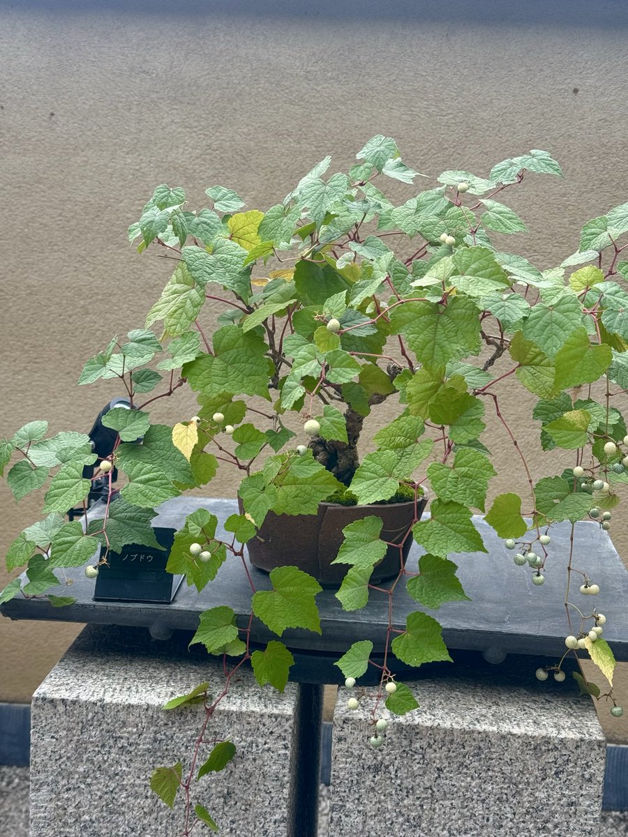 non_v_wine's tweet photo. 某所で盆栽(実はちょっと好き)を見ていたらノブドウの盆栽を見つけて……
あまりの可愛さに欲しくなり……

でもお家にいる時間が最近週の半分くらいだから枯らしたら立ち直れない…と思って踏みとどまっている……

いつか買う…絶対……かわいい……🍇 https://t.co/29XH2hDR83