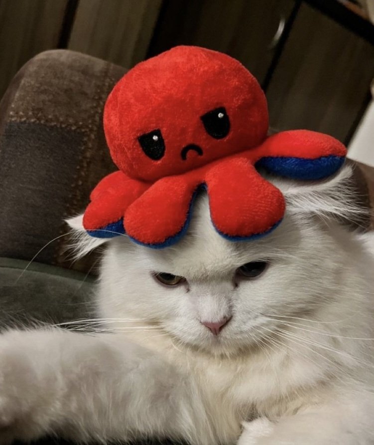 Catsillyness's tweet photo. https://t.co/iPwx0YhCRD