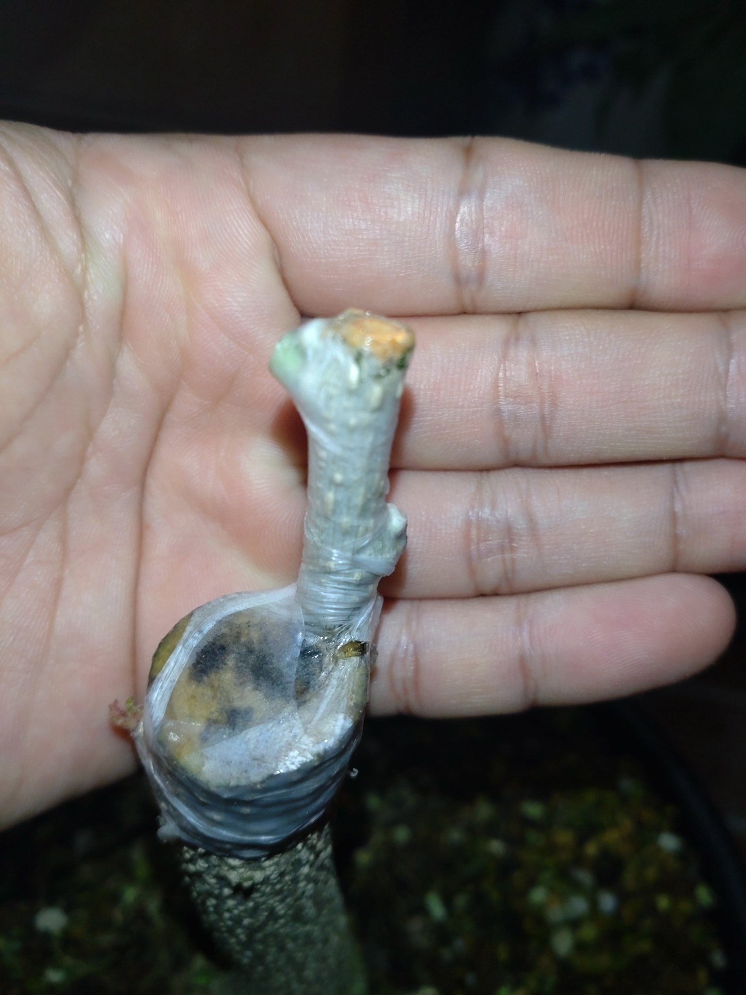 Yuuka ☀️プロフ確認☀️ 2 アオダモ 株立ち 345mowmow