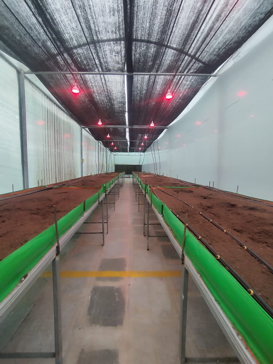 ⚡ 80% Cheaper Speed Breeding! 🌱

Nexsel’s photo-periodic lighting makes breeding faster &amp; affordable — no full setup needed!

✅ Works in polyhouses
✅ 30 days faster

💬 Comment “80% cheaper speed breeding” to know more!

#SpeedBreeding #NexselTech #AgriInnovation