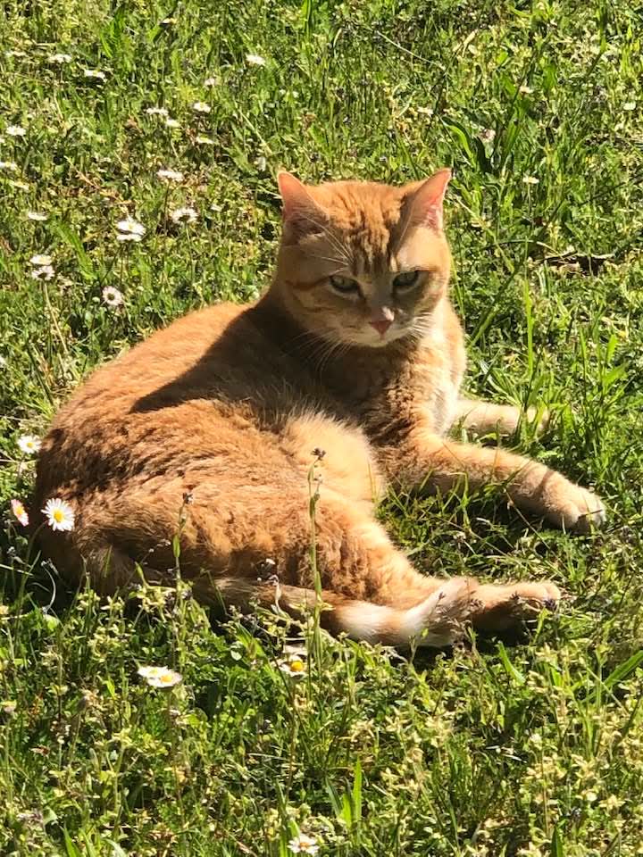 Disparue depuis le 12 septembre 2025.
Louna, 7 ans, identifiée et stérilisée.
Disparue dans la Commune de Saint Cirq 24260, Lieu dit Trou de la Combe, Route du Bugue.
Si vous l'apercevez, merci de contacter le 06.32.95.11.18. Merci 🙏