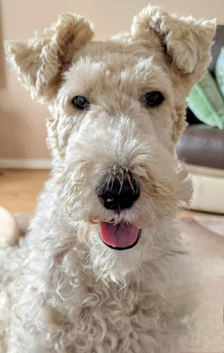 Steve Dolman (@peakfanblog) on Twitter photo How sensitive is a dog's hearing and sense of smell?
I just opened a packet of ham for a lunchtime sandwich. Not 30 seconds had elapsed before <a href="/FTWallace1/">Fox Terrier Wallace (and Gus the Border)</a> (who was upstairs with his Mum) was by my side.
Seriously impressive... How sensitive is a dog's hearing and sense of smell?
I just opened a packet of ham for a lunchtime sandwich. Not 30 seconds had elapsed before <a href="/FTWallace1/">Fox Terrier Wallace (and Gus the Border)</a> (who was upstairs with his Mum) was by my side.
Seriously impressive...