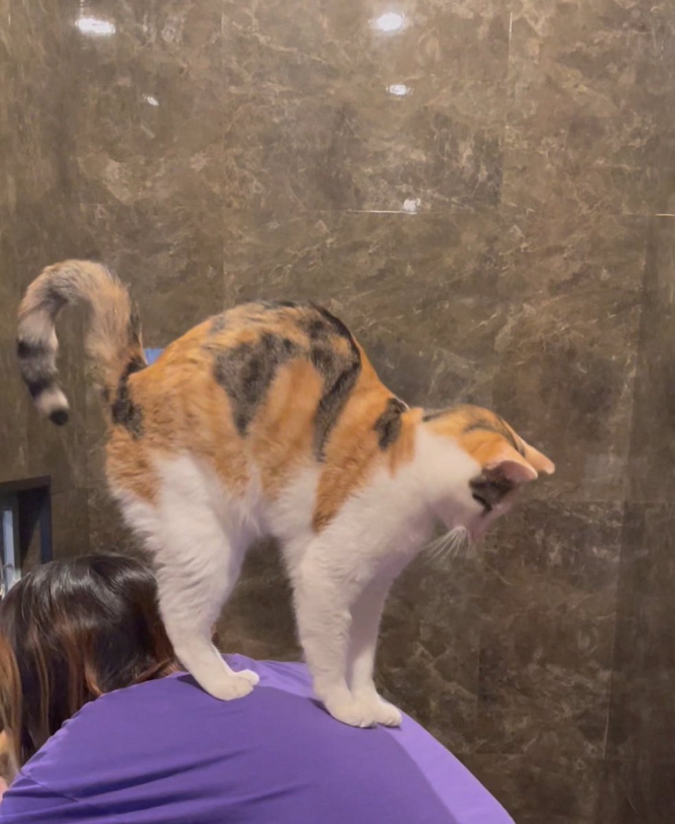 なんでそこでぼにゃった？